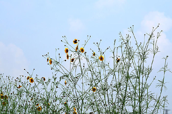 ��ɫС���Ƕ�ͼƬ