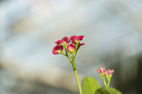 ����÷ȫ��