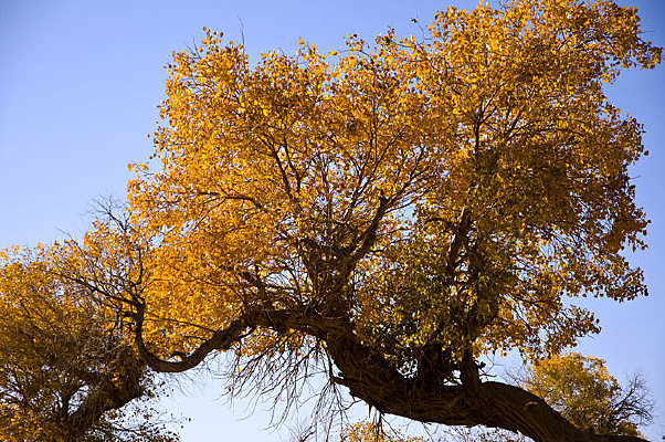 �����ֽ�ɫ֮��