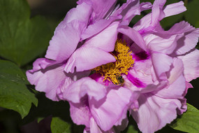 ������ɫĵ����