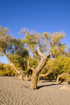 ��ɫ֮����