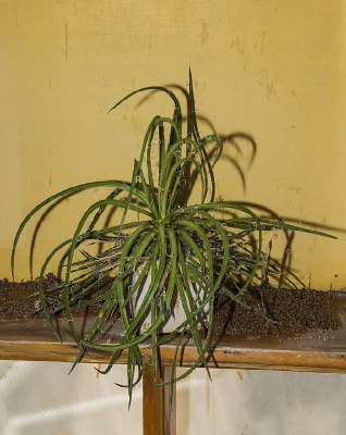 ����ֲ������