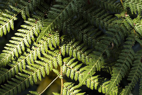 ާ��ֲ�����