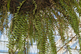 ާ��ֲ��ȫ��