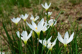 �����Ļ���