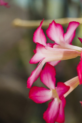 ɳĮõ����дͼ