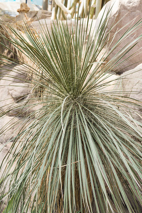 ɳĮֲ�����ͼ