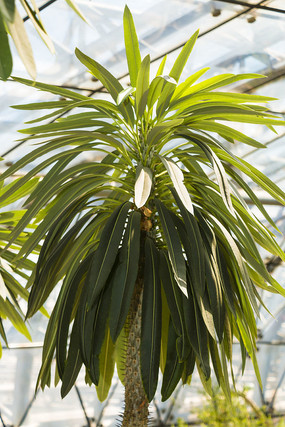 ɳĮֲ����д