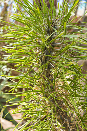 ɳĮֲ����дͼ