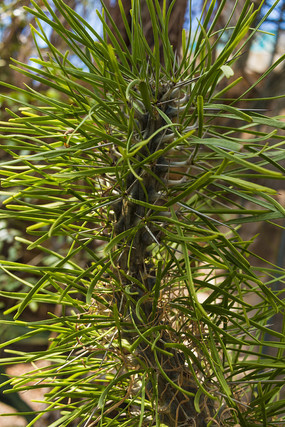 ɳĮֲ��Զ��