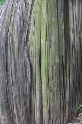 ���ɻ���