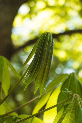 ��ľ֦Ҷ����