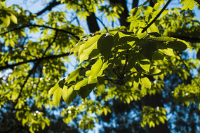 ��ľ֦Ҷ������