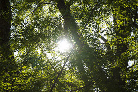 ��ľ֦Ҷȫ��