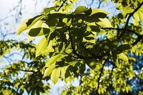 ��ľ֦Ҷȫ����