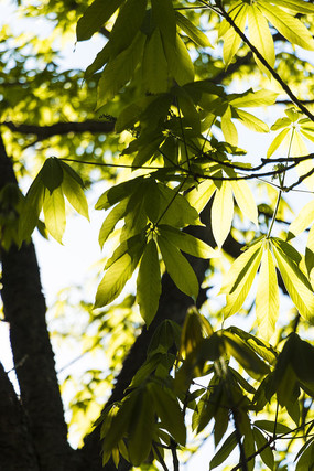 ��ľ֦Ҷ��д