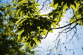 ��ľ֦Ҷ��д��