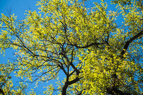 ��ľ֦ҶԶ��