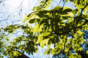 ��ľ֦Ҷ������