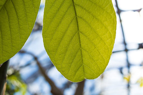 ��ҶҶ��ȫ��