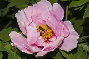 ��д��ɫĵ����