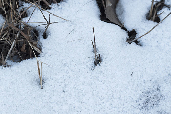 ѩ�ؽ�����