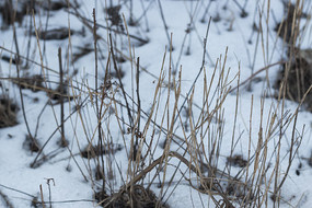 ѩ����д��