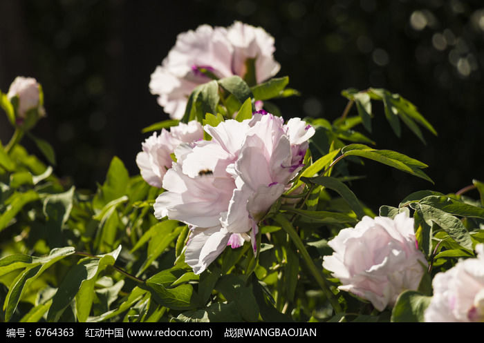 ��ɫĵ����ͼƬ