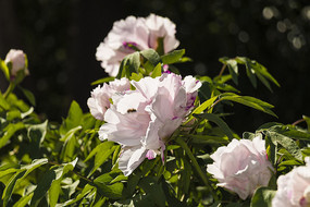 ��ɫĵ����