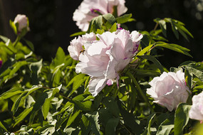 ��ɫĵ��������