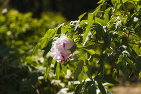 ��ɫĵ����ȫ����