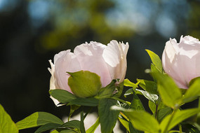 ��ɫĵ������д��