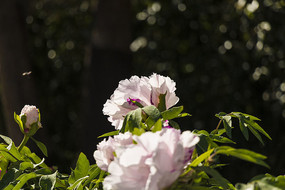 ��ɫĵ����Զ��