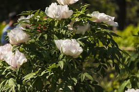 ��ɫĵ��������