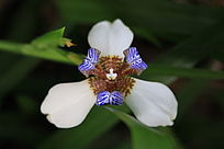 ����԰��