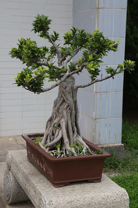 ����ֲ��԰�辰