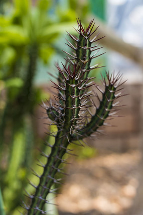 �����������ƽ���