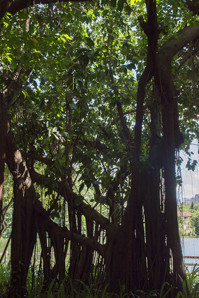 ��Ҷ��Ҷ��