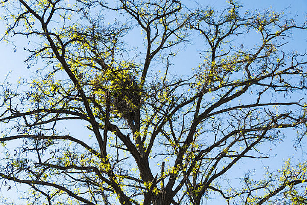 ��ѿ����֦