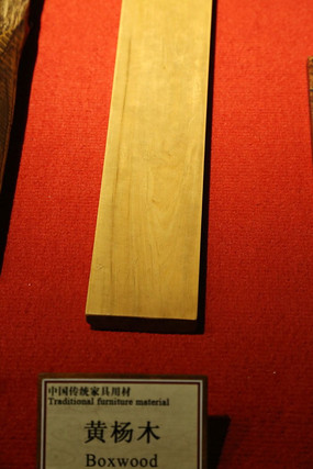 ����ľԭľ�걾