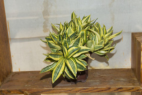 ��β������