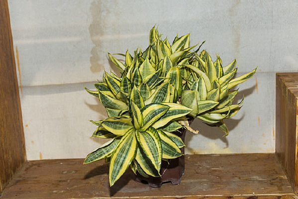 ��β������