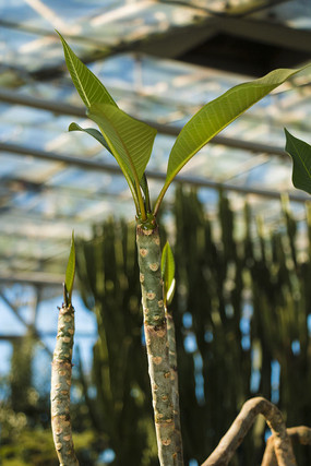 ��������ѿ