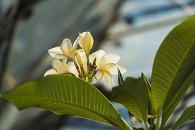 ������Զ��