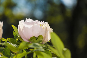 ������ɫĵ����