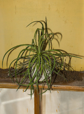 ����ֲ�����Խ���