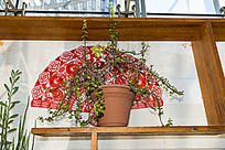 ����ֲ��