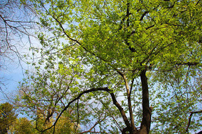 ���������Ҷ��Ӱͼ