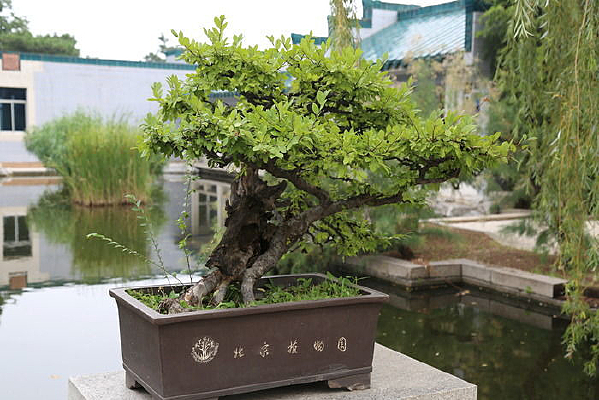 ��Ҷ�����辰