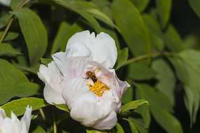 ȫ����ɫĵ����